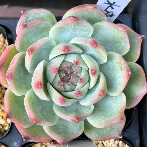 水蜜桃 多肉植物 多肉植物 プクニク 通販｜Creema(クリーマ)