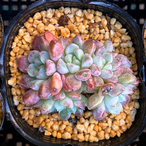 オレンジキャンディー 多肉植物 多肉植物 プクニク 通販 12901561