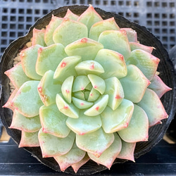 プリズム 多肉植物 多肉植物 プクニク 通販 12930608｜Creema(クリーマ)