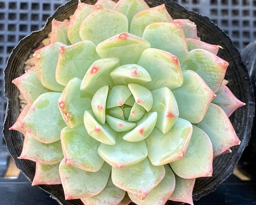 専用です　　GWセール　多肉植物　プリズム　韓国苗 プリズム 多肉植物 多肉植物 プクニク 通販 12930608｜Creema