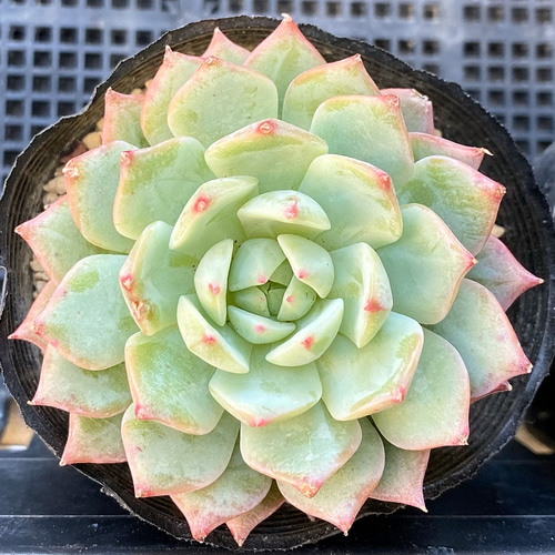 Prizum 特大 (韓国苗) Amazon.co.jp: 多肉植物 ホワイトロビン 特大 韓国苗 美苗 #514