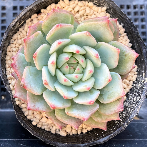 専用です　　GWセール　多肉植物　プリズム　韓国苗 専用です GWセール 多肉植物 プリズム 韓国苗 【公式通販】