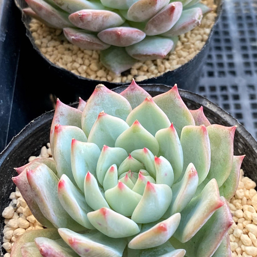 Prizum 特大 (韓国苗) 【公式通販】