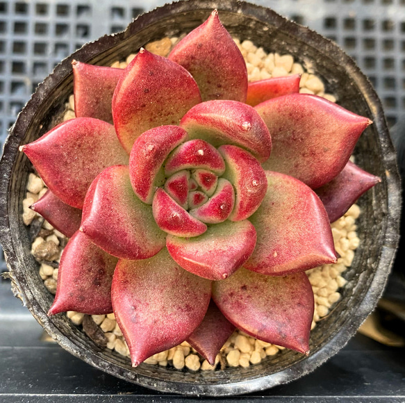 レッドナイト 多肉植物 多肉植物 プクニク 通販 12943378｜Creema