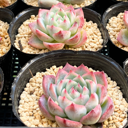 ピンククリスタル 多肉植物 多肉植物 プクニク 通販 12997239