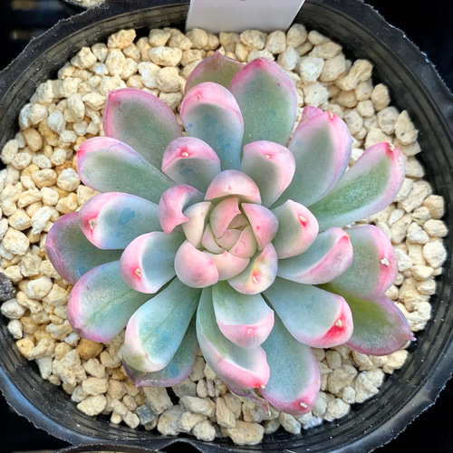 メビナ錦 多肉植物 多肉植物 プクニク 通販 12997254｜Creema(クリーマ