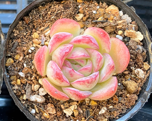 オレンジアイス 韓国苗 多肉植物 多肉植物 プクニク 通販