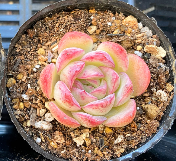 多肉植物　韓国苗　アイスハート　発根済み 多肉植物 韓国苗 アイスハートクリスタル 大きめ 発根済み