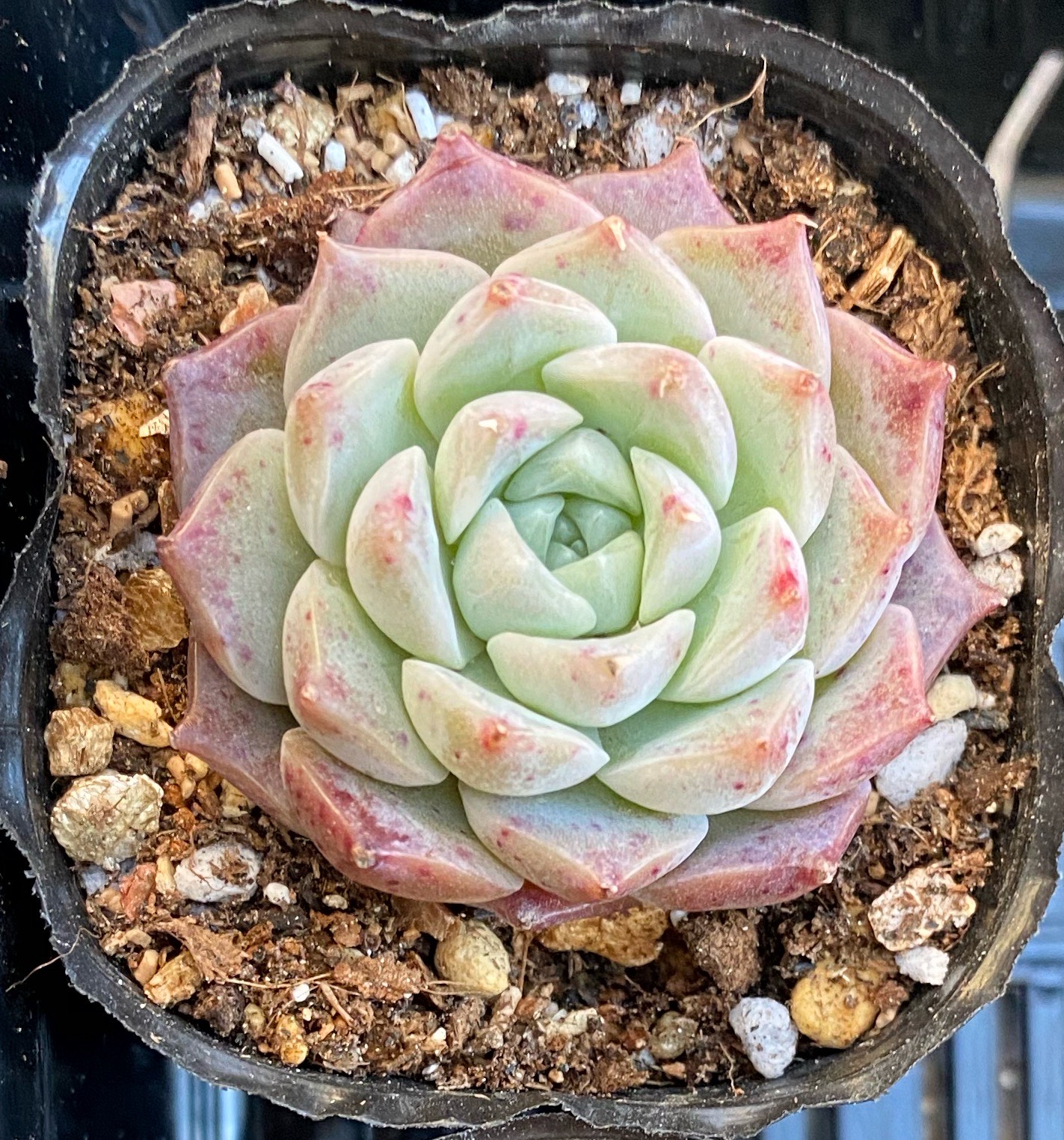 【多肉植物説明書】付き １００苗ちびちゃん詰め合わせ！多肉植物 韓国苗 MIX苗