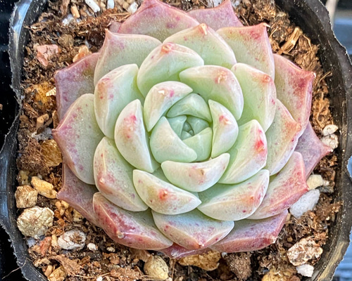 楽天市場】多肉植物 hmエケベリア ホワイトプリンス 多肉植物