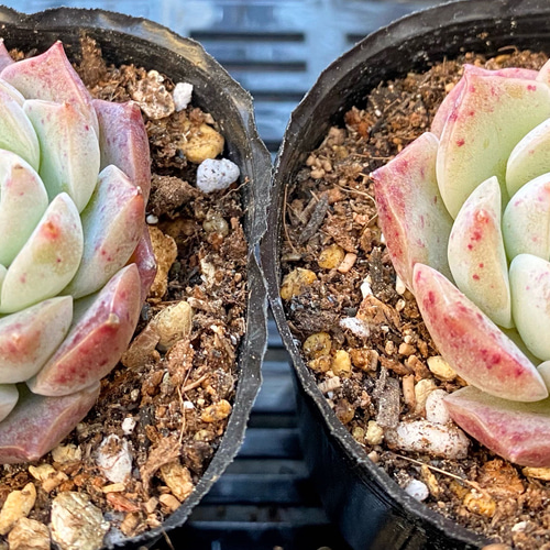 ホワイトピーチ 韓国苗 多肉植物 多肉植物 プクニク 通販 13044493