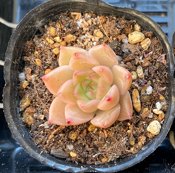 新入荷】エケべリア 韓国苗 ルナ イエロータイプ 多肉植物 s_6112