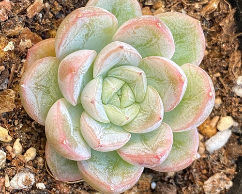 エルサ（雪の結晶）小苗 韓国苗 多肉植物 多肉植物 プクニク 通販