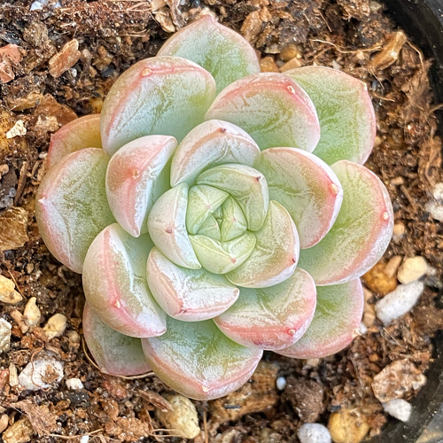 エルサ（雪の結晶）小苗 韓国苗 多肉植物 多肉植物 プクニク 通販