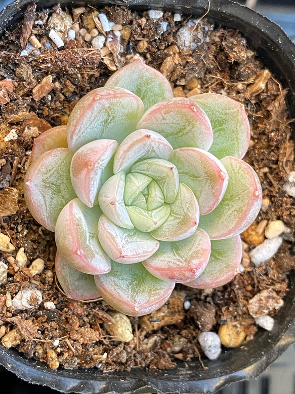 エルサ（雪の結晶）小苗 韓国苗 多肉植物 多肉植物 プクニク 通販