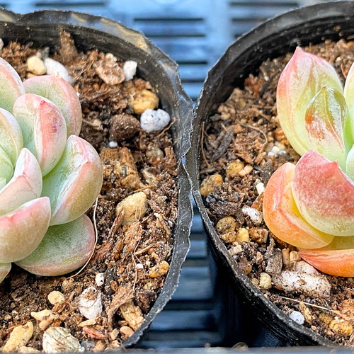 エルサ（雪の結晶）小苗 韓国苗 多肉植物 多肉植物 プクニク 通販