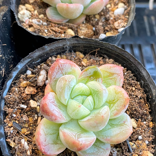 エルサ（雪の結晶）小苗 韓国苗 多肉植物 多肉植物 プクニク 通販