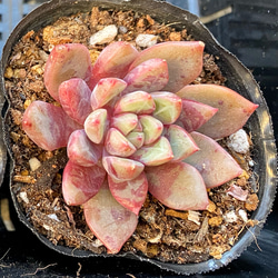 0_eff6309cd4e2c88d90bd03ede80f