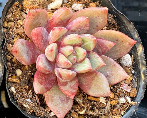 専用です　　GWセール　多肉植物　プリズム　韓国苗 根付き小株8個セット エケベリア 韓国苗 多肉植物 お買い得 寄せ