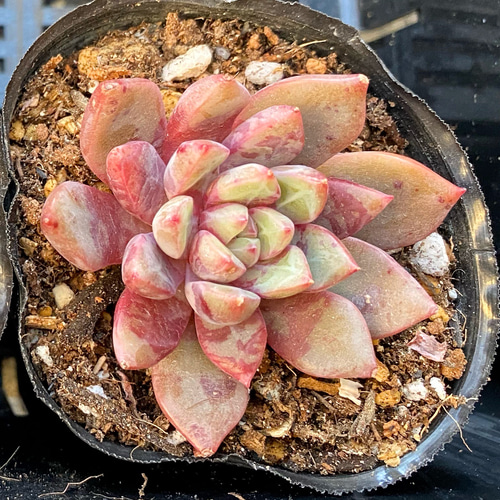ブロードスワロー 韓国苗 多肉植物 多肉植物 プクニク 通販 13044575