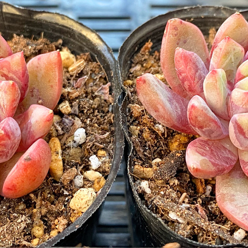 ブロードスワロー 韓国苗 多肉植物 多肉植物 プクニク 通販 13044575
