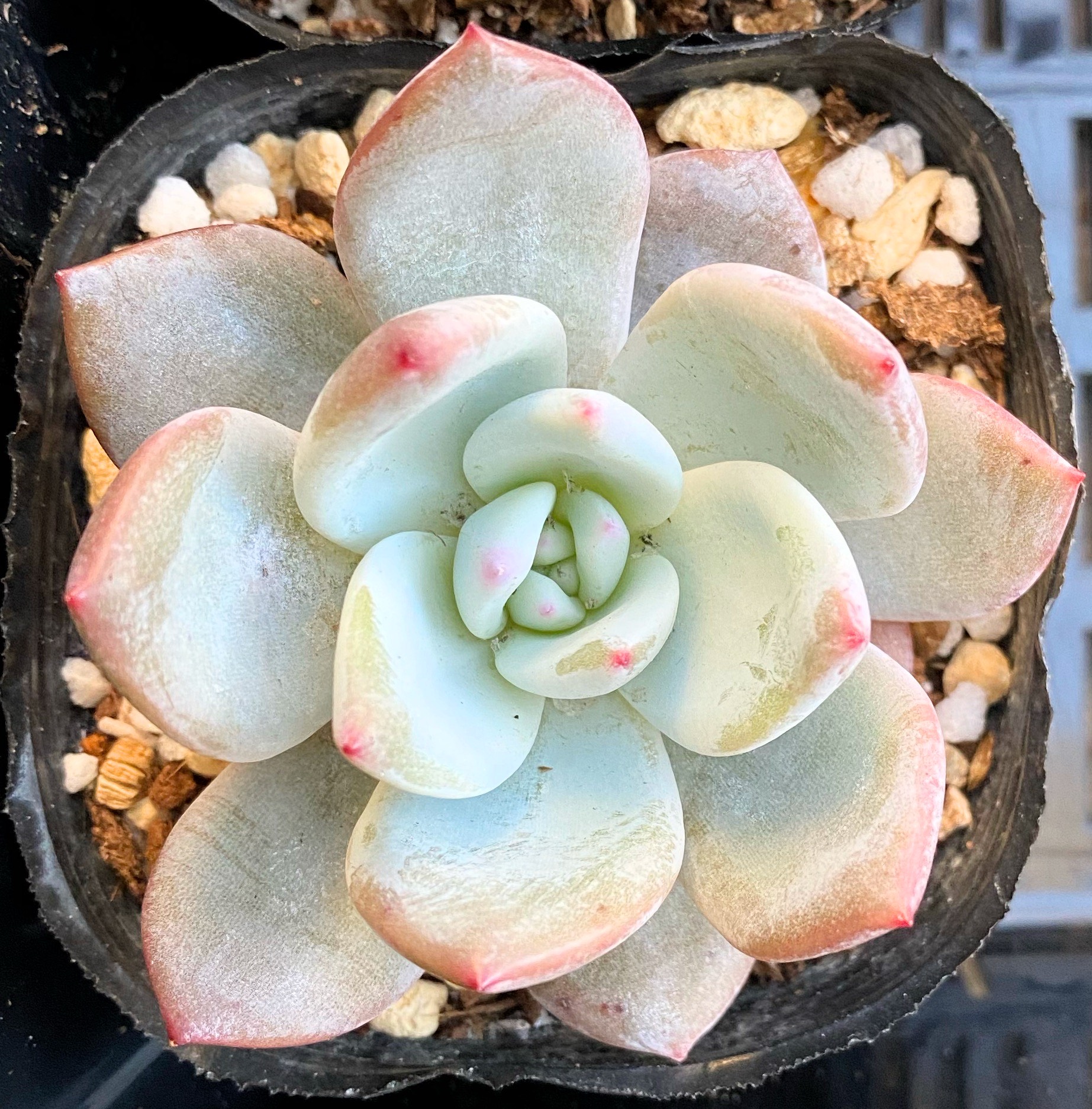 raulensisu 中(韓国苗)