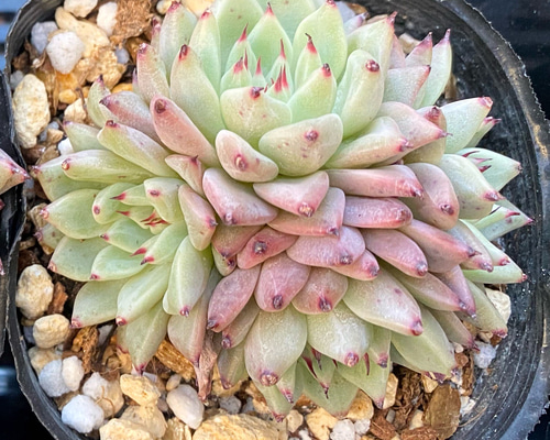 オリジナルザラゴーサ群生 韓国苗 多肉植物 多肉植物 プクニク 通販