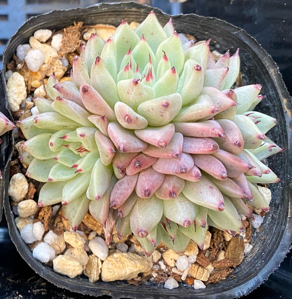 オリジナルザラゴーサ群生 韓国苗 多肉植物 多肉植物 プクニク 通販