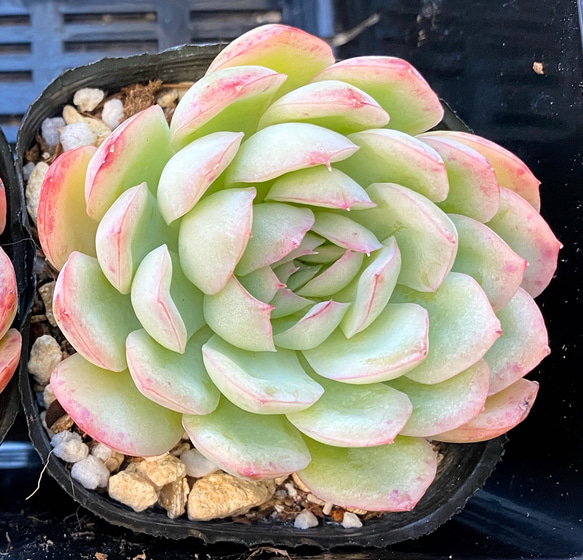 ピンクエレガンス 韓国苗 多肉植物 多肉植物 プクニク 通販 13044895