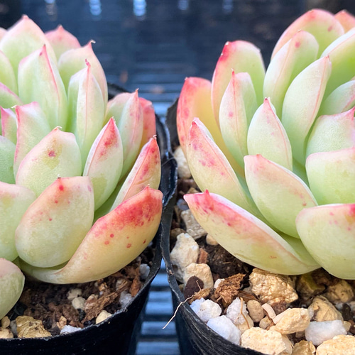 ピンクエレガンス 韓国苗 多肉植物 多肉植物 プクニク 通販 13044895