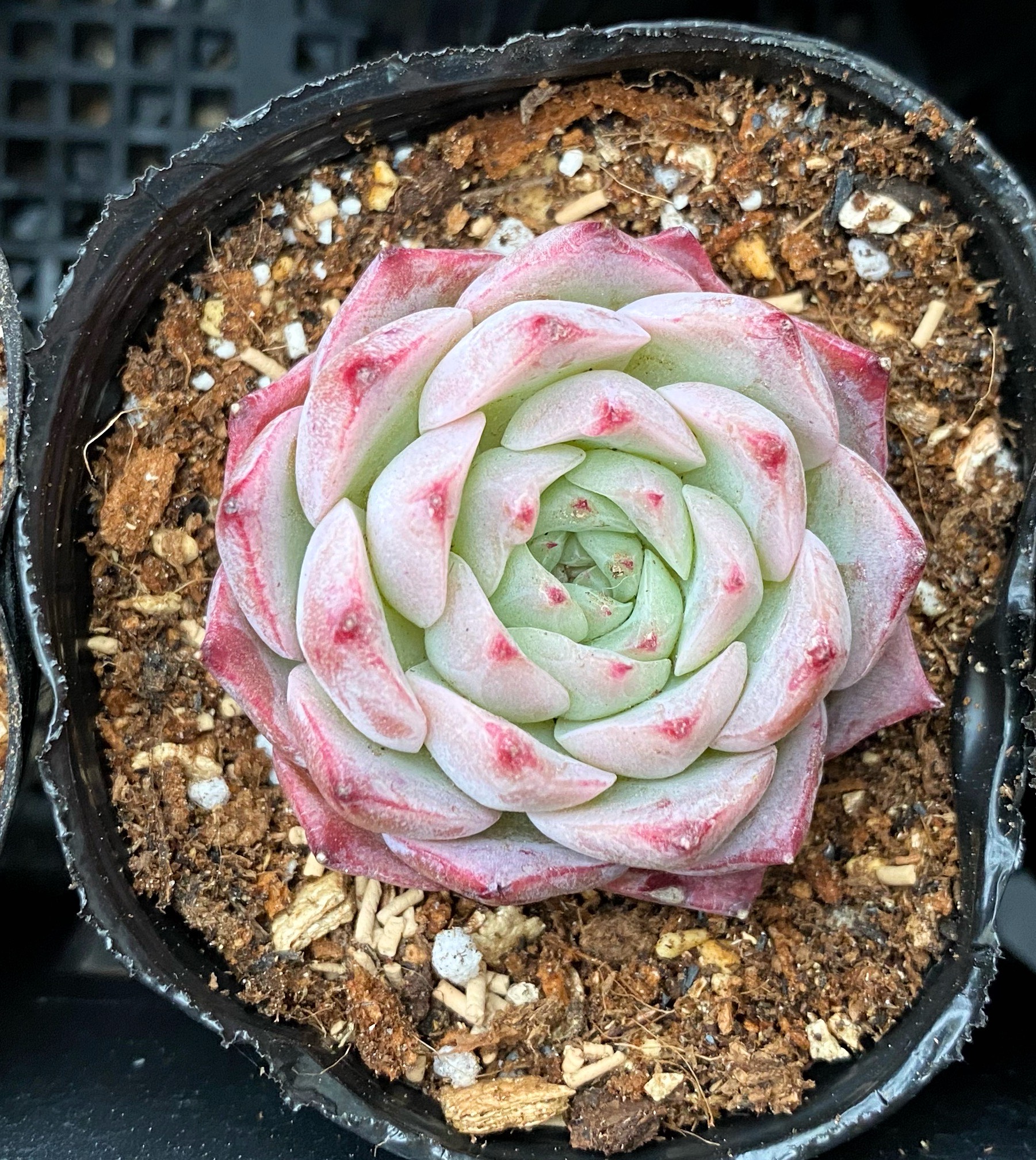 多肉植物 韓国苗 Totty様