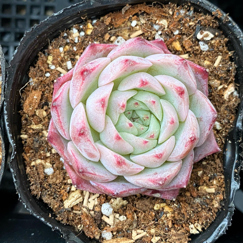 チヒロ 韓国苗 多肉植物 多肉植物 プクニク 通販 13070712｜Creema