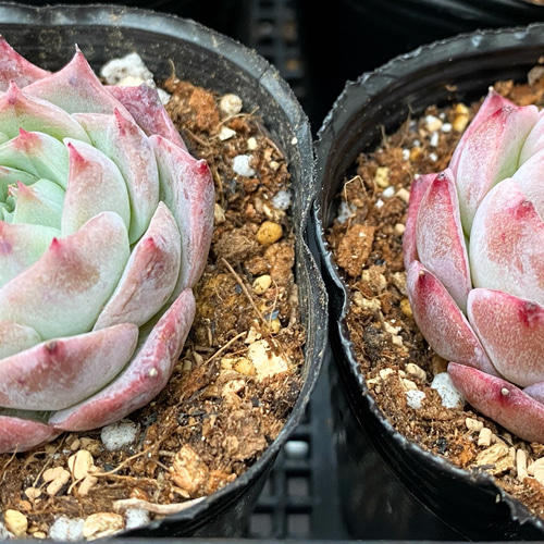 Amazon.co.jp: D！（1苗の）多肉植物 チボリ レア苗 韓国苗 美苗