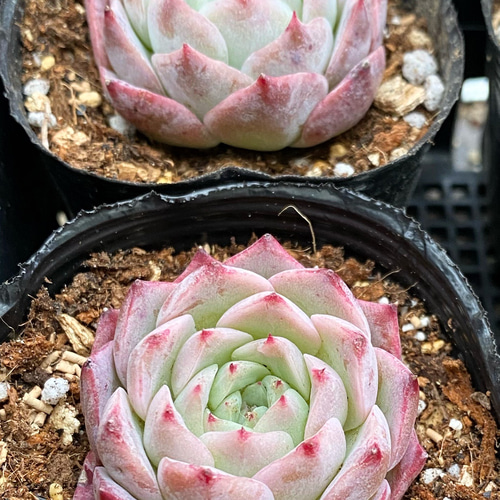N37 女雛錦 72苗 多肉植物 エケベリア 韓国苗 サボテン 土と根付き