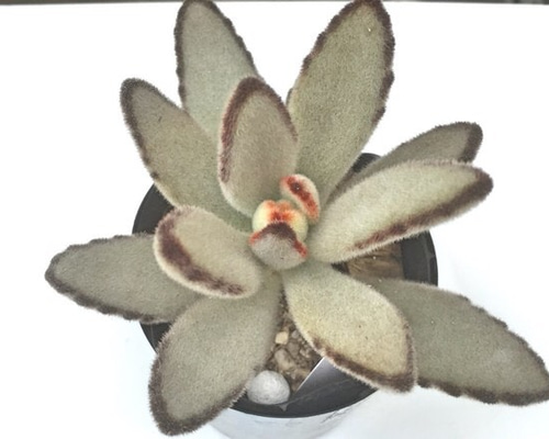 多肉植物 カランコエ もふもふ兎シリーズ♡ チョコロウル 抜き苗 多肉植物 カランコエ もふもふ兎シリーズ♡ チョコロウル 抜き苗 多肉