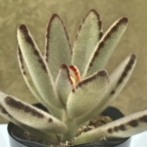 希少☆黒鮮黒兎耳☆カランコエ☆多肉植物 その他素材 プクニク 通販