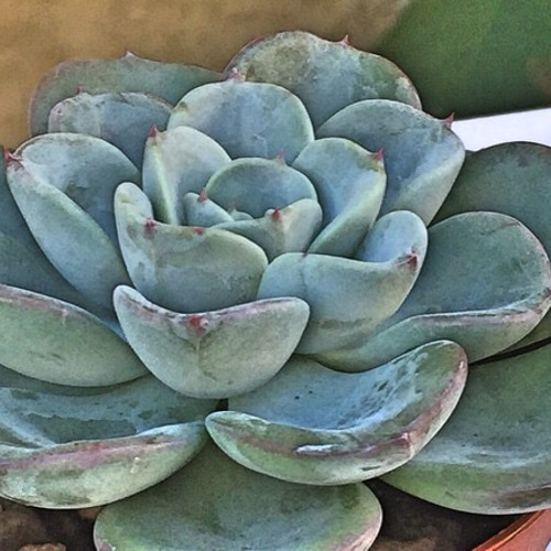 多肉植物　ピーチスアンクリーム　　抜き苗 多肉植物 ピーチスアンクリーム 抜き苗 ffcd2492af8b84f8a50f3b8a74d8e2