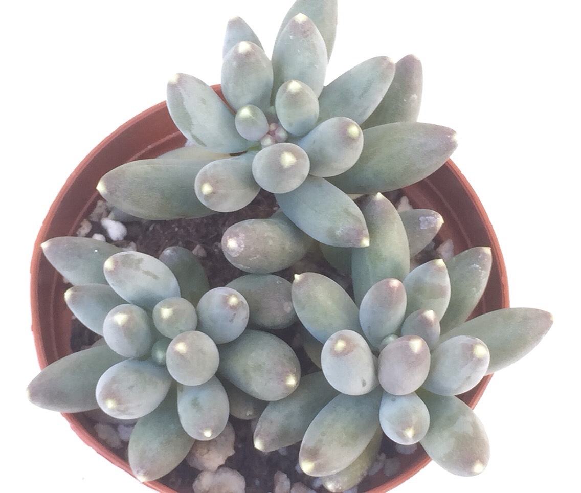 その他多肉植物 Cranky その他多肉植物 Cranky その他多肉植物 Cranky 170 [Urgent, for