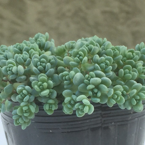 パープルヘイズ☆セダム☆多肉植物 その他素材 プクニク 通販｜Creema 