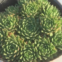 専用ページ　多肉植物　ミックスセンペルビウム　中サイズ　大株プラス 多肉植物 センペルビウム10種セット 9/21更新 : ハニーミント