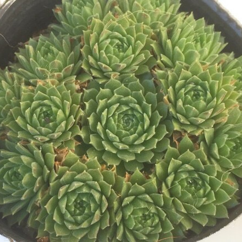 シトラス☆センペルビウム☆多肉植物 その他素材 プクニク 通販