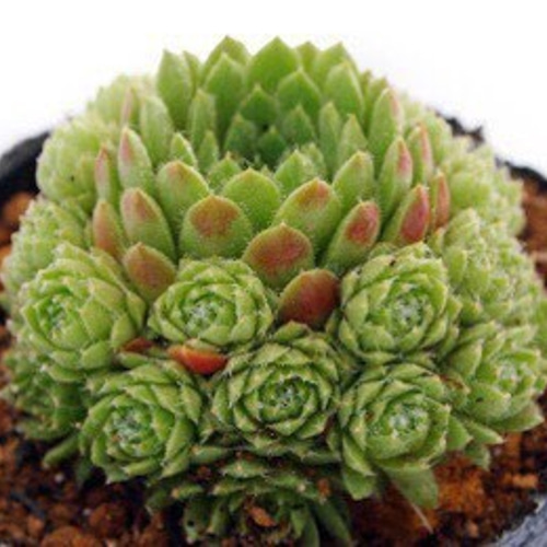 Sempervivum 'Citrus Sunrise' – The Greenery Garden Centre