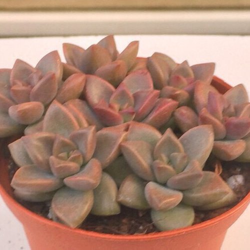 ヴェラヒギンズ☆グラプトペタルム☆多肉植物 その他素材 プクニク 