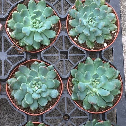 ブルーエルフ☆セデベリア☆多肉植物 その他素材 プクニク 通販 
