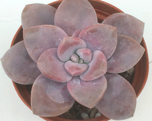 ムラサキ☆グラプトベリア☆多肉植物 その他素材 プクニク 通販