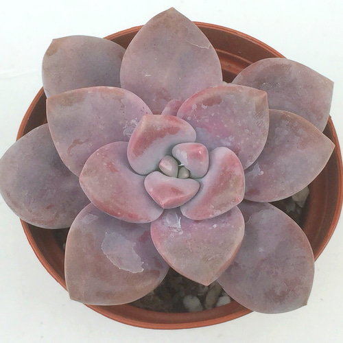 ムラサキ☆グラプトベリア☆多肉植物 その他素材 プクニク 通販