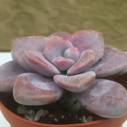 おまとめ中！39SALE！多肉植物^o^   ムラサキ ムラサキ☆グラプトベリア☆多肉植物 その他素材 プクニク 通販