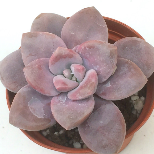 ムラサキ☆グラプトベリア☆多肉植物 その他素材 プクニク 通販