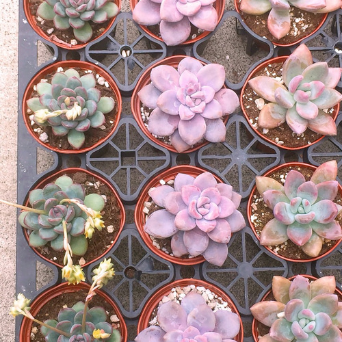ムラサキ☆グラプトベリア☆多肉植物 その他素材 プクニク 通販