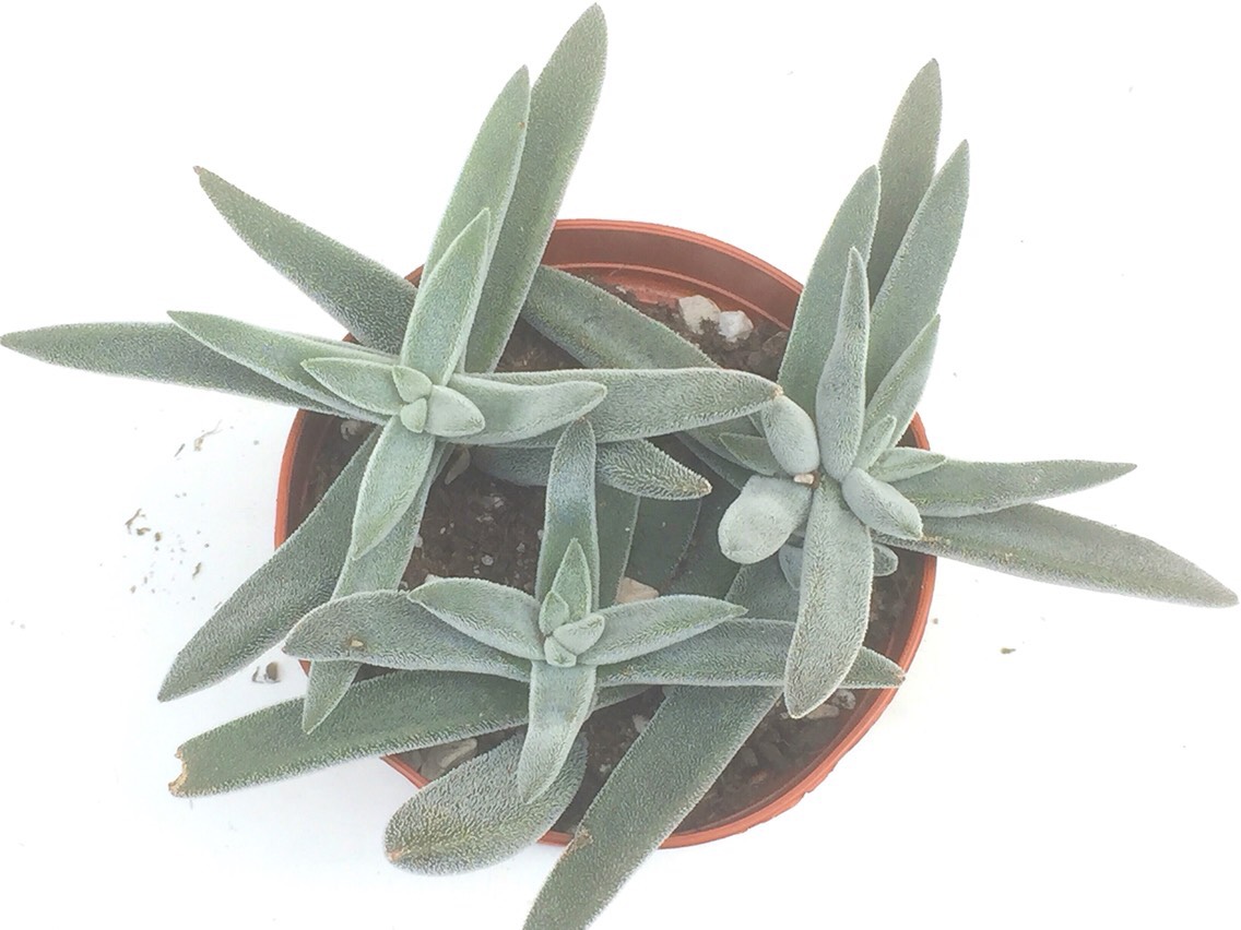 【本物新品保証】 メセンブリアンセモイデス☆クラッスラ☆多肉植物 その他素材 保温ポット・ピッチャー